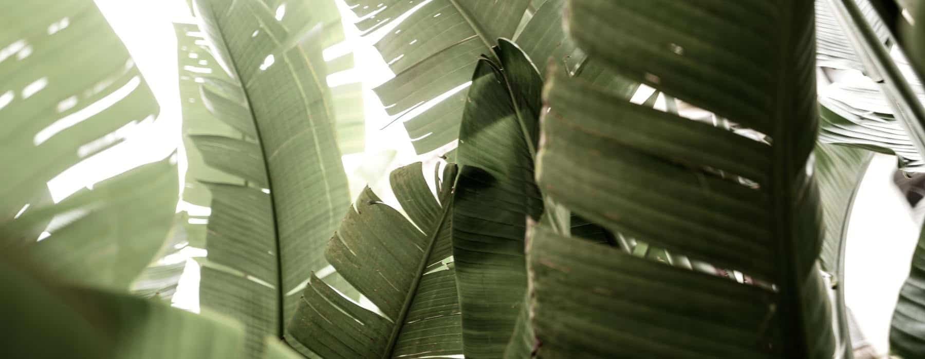 close up of palm tree leaves